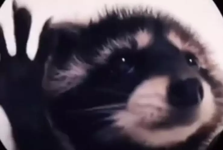 Sticker del Mapache Pedro en WhatsApp