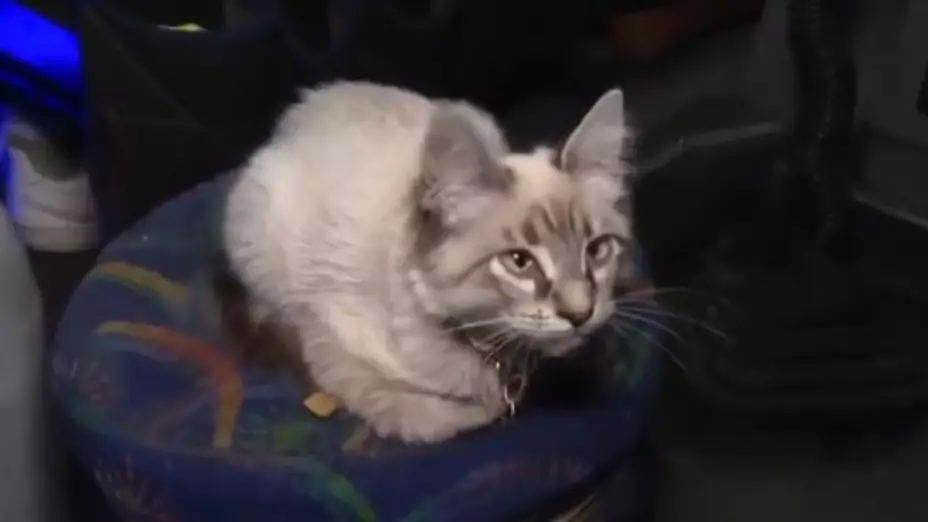 Zafiro gato microbusero cobrador Puebla reaparece días desaparecido