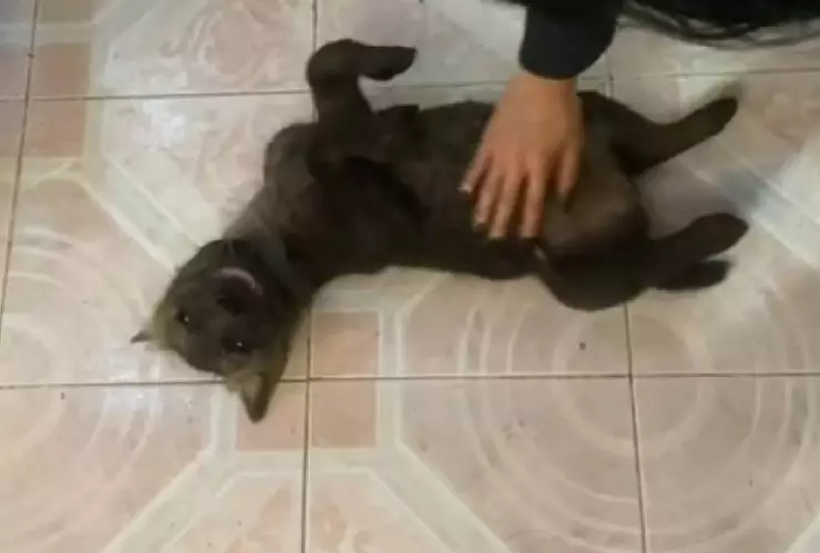 Así fue como una mujer pensó que adoptó un perrito pero realmente era una hiena