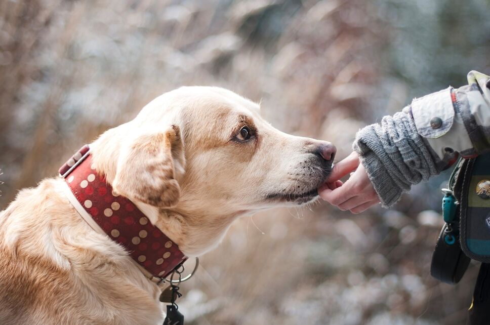 Te irás de vacaciones pero no sabes qué hacer con tu perro o gato