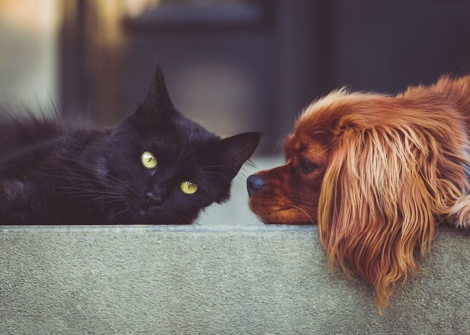 Te irás de vacaciones pero no sabes qué hacer con tu perro o gato