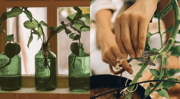 La forma más sencilla de multiplicar tus plantas de interior en agua.png