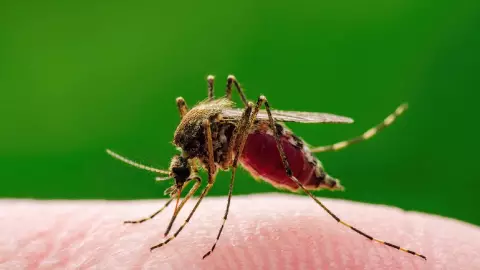 El virus West Nile puede ser transmitido por mosquitos infectados