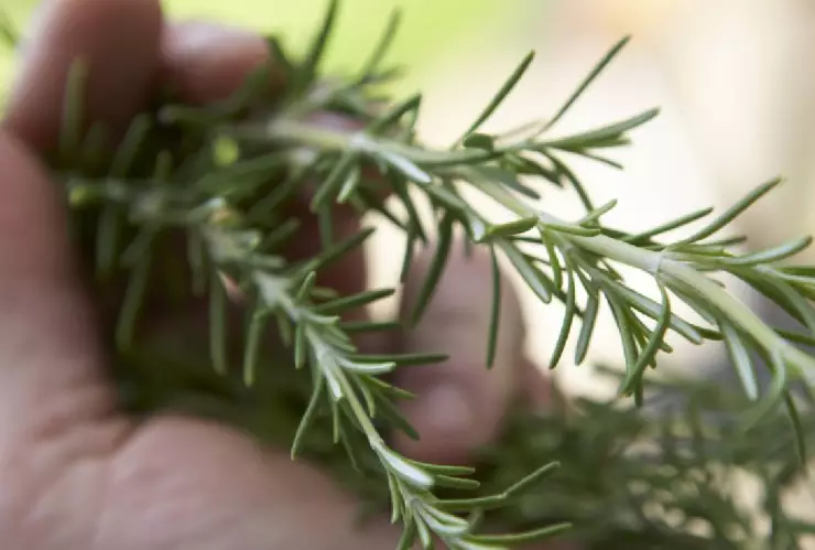 Todos los beneficios en la salud tras consumir romero