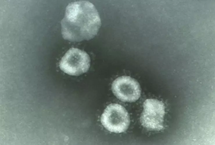 Nariz artificial COVID-19 2.jpg