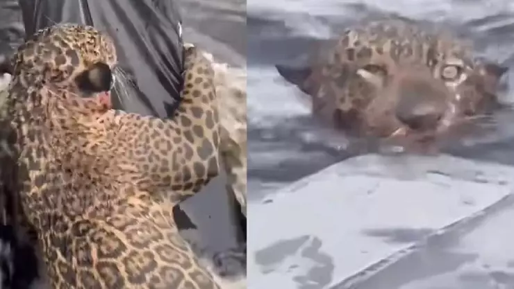 VIDEO: Rescatan a jaguar herido de bala en el Amazonas, estaba luchando con su vida