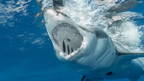 ¡Momentos de horror! Adolescente es mutilado por tiburón blanco en Australia