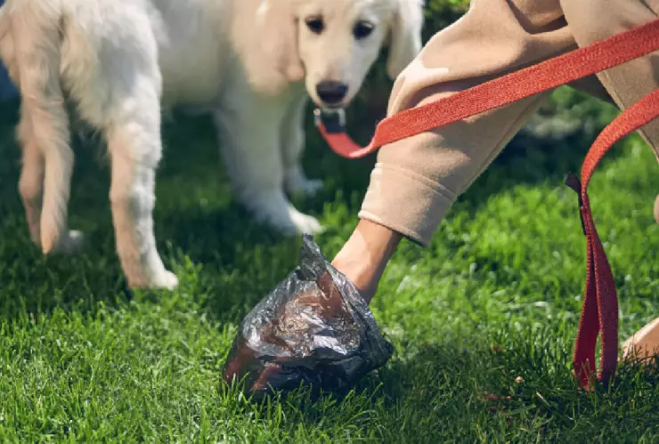 ¿Te pueden arrestar por no recoger las heces de tu perro en Chihuahua?