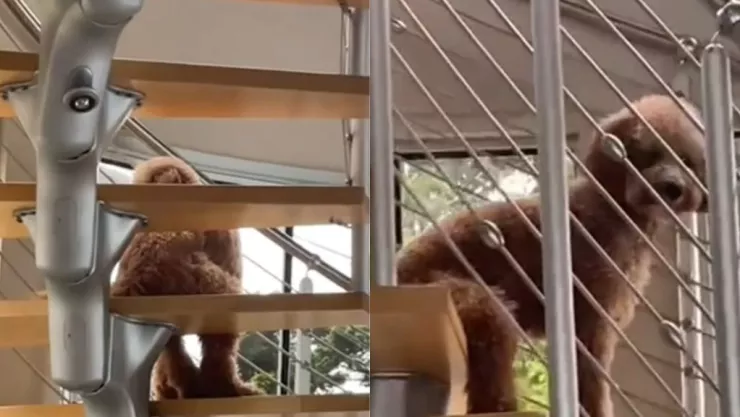 Perro sentado como humano