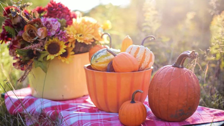 plantas otoño