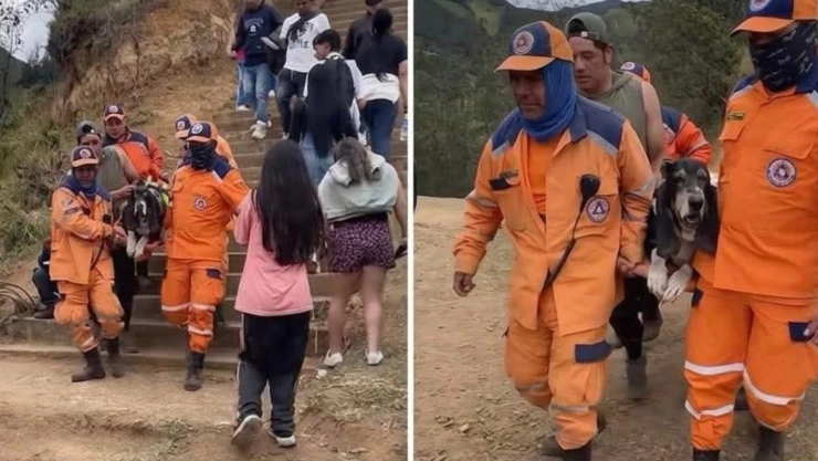 ¿Se lastimó? Perrito subió un cerro entusiasmado pero necesitó ayuda para poder bajar; esto fue lo que le pasó