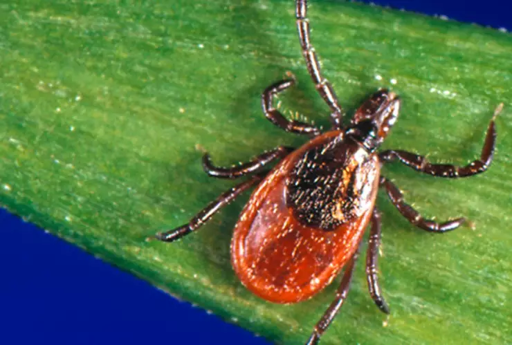 Hombre muere tras ser picado por garrapata con Powassan