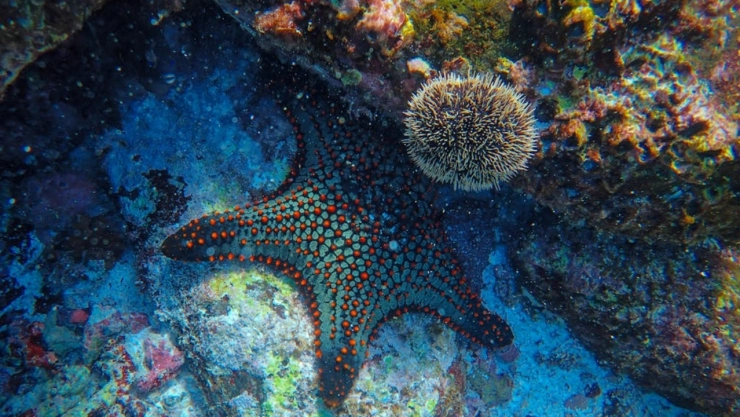 Millones de estrellas de mar muertas en el Pacífico de California.