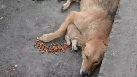 Perrita conmueve al no separarse de su cachorro muerto