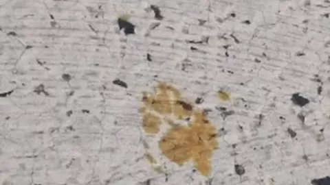 gato con radiactividad en Japón