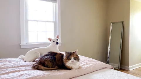 Las razones por las que debes evitar dormir con tu perro o gato