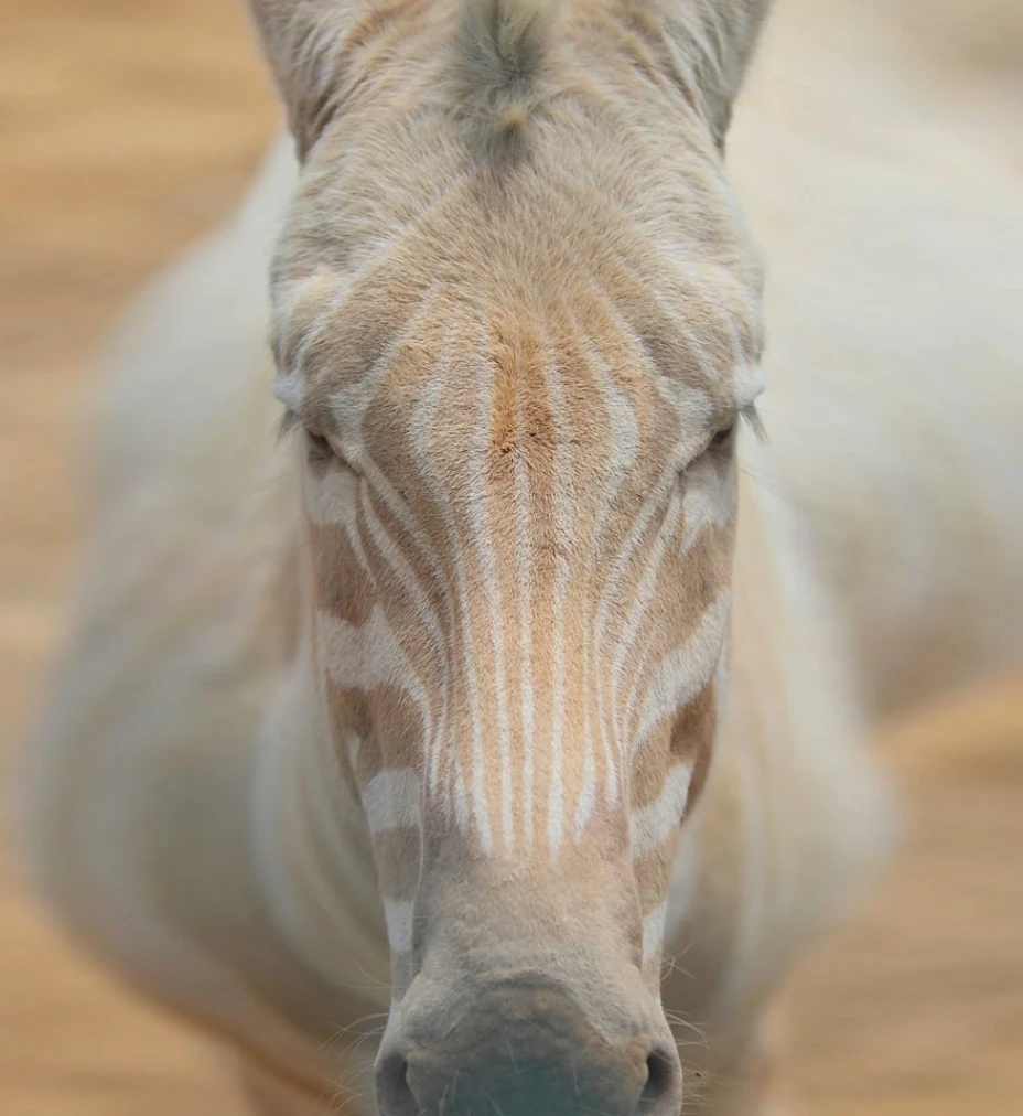 zebraalbina.jpg