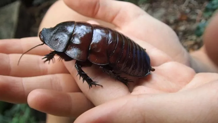 Megacucaracha que tipo de carne come