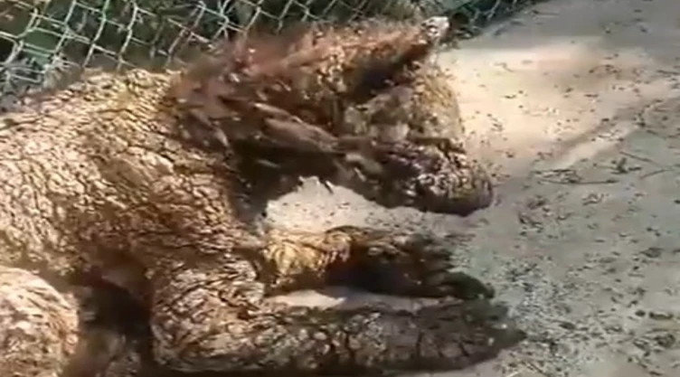 ¡Indignación! Captan a osezna en deplorables condiciones en zoológico de Nuevo León. En la imagen se observa al animal en graves condiciones, con enfermedades intratables y abandono.