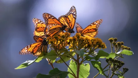 Observación de mariposas en CDMX