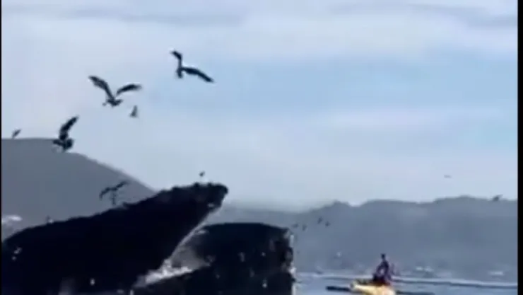 Ballena se ´'traga’ a dos turistas.