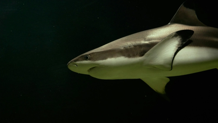 ¿Qué pasó con el ataque de tiburón en Israel?