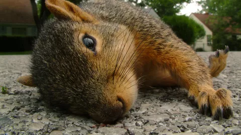 Las herencias de los animales