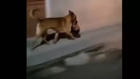 Perro paseando con cabeza humana.jpg