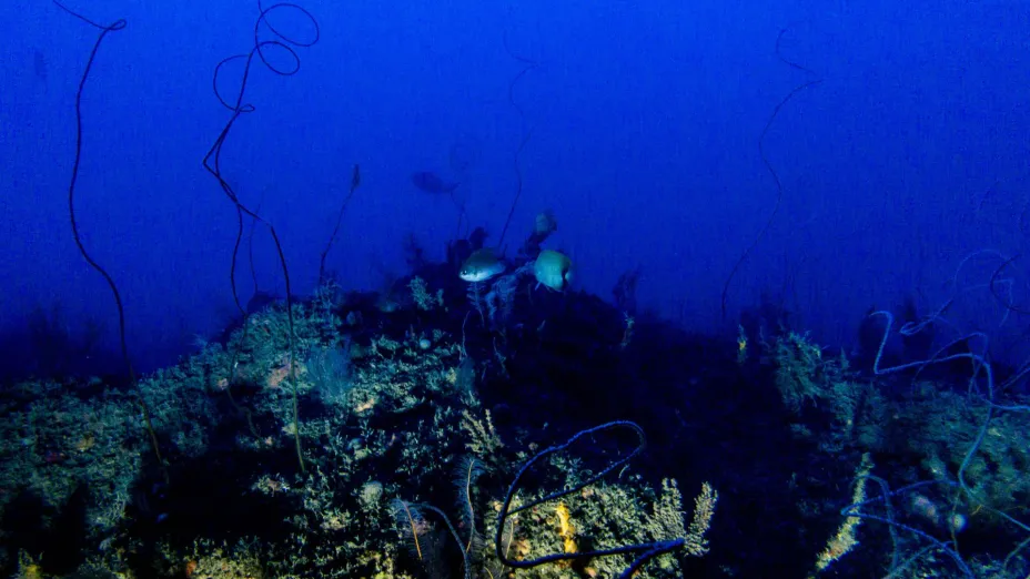 Greenpeace México y científicos de la UV descubren arrecifes de alto valor ambiental en el Golfo de México.jpg