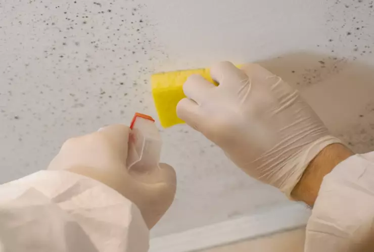 Así puede eliminar el moho de sus paredes