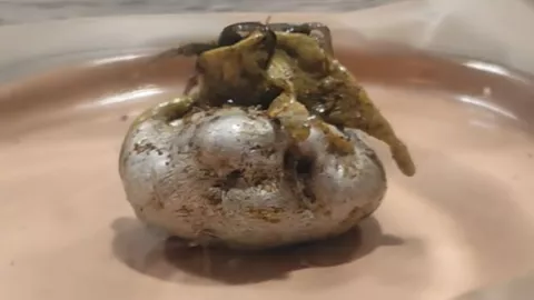 Meteorito con vida en Panama