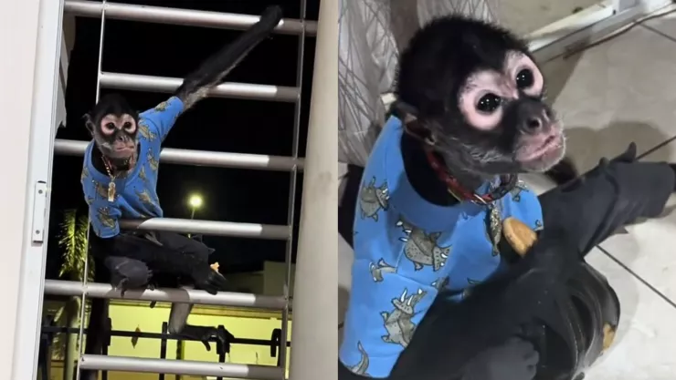 Aparece mono araña en la ventana de una vecina de Culiacán