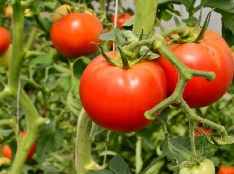 tomate