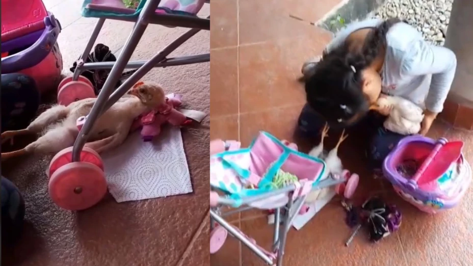 Niña se hace viral por jugar con pollos en vez de muñecas