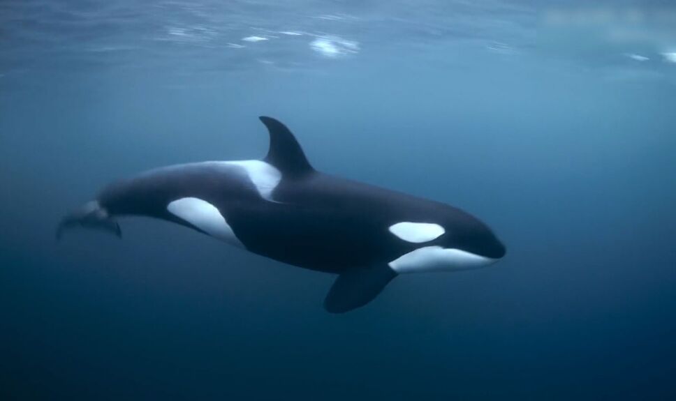 orcas león marino barco