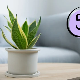 Sansevieria .png