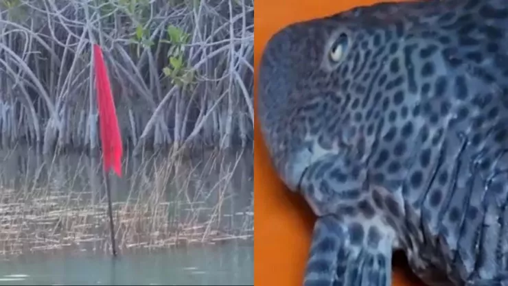 Capturan unos 500 ejemplares de pez diablo en Quintana Roo