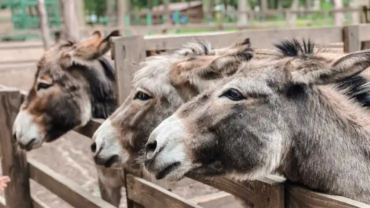 Datos curiosos de los burros