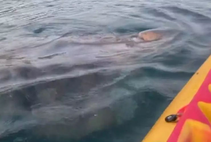 Enorme tiburón peregrino sorprenden a kayakistas y el momento se viraliza
