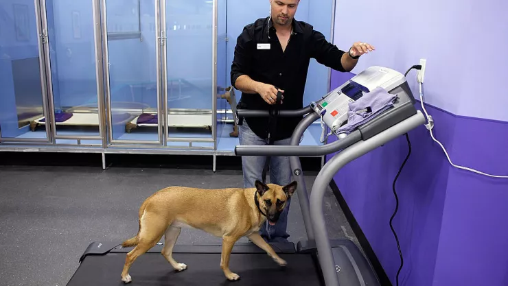 Tony Pet Hotel Caters To Pampered Pooches