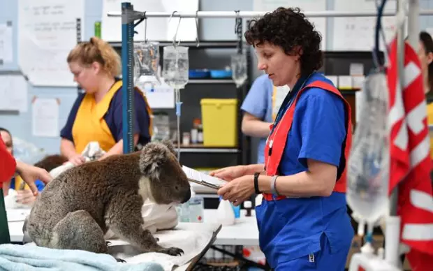koalas-rescatados-(2).jpg