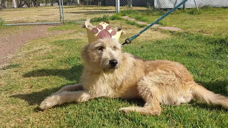 perrito rey mago ayudante metro