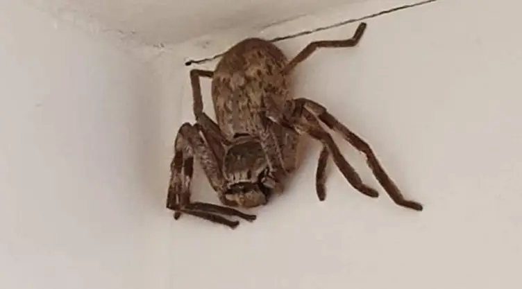 araña gigante australia .jpg