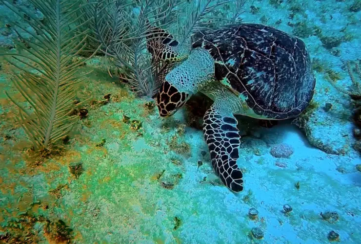 Akumal: Lugar de Tortugas
