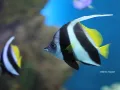 buscando-a-nemo