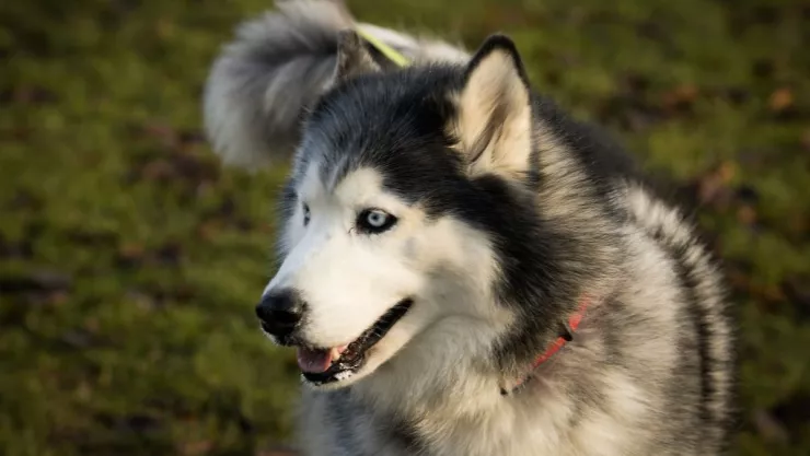 Una mujer se vuelca y su perro se queda a su lado esperando ayuda