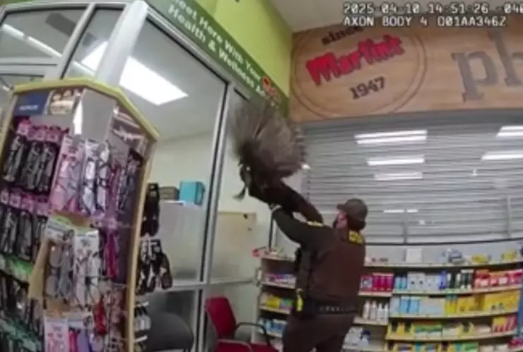 pavo-salvaje-causa-destrozos-y-persigue-clientes-farmacia-indiana