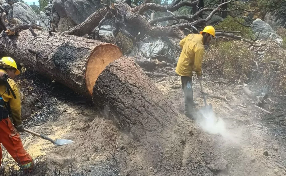 Controlan incendio forestal en Sierra San Pedro Mártir en Baja California en julio 2022