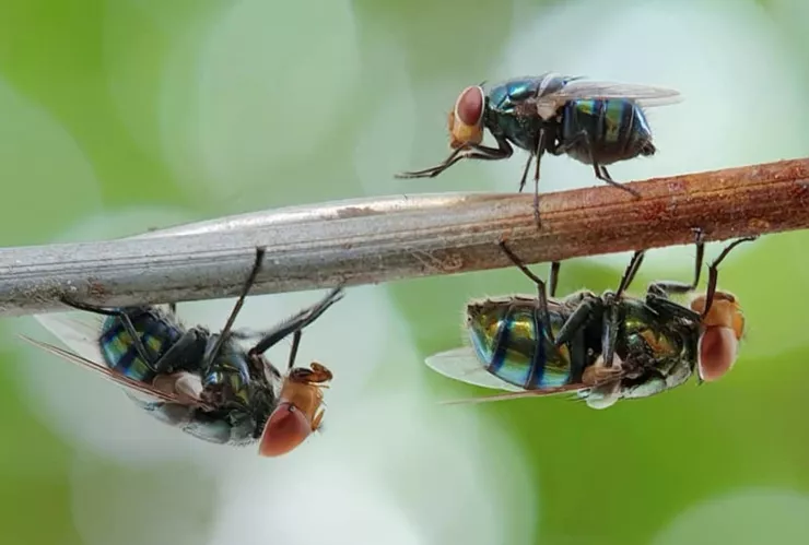 Insecticida natural y econ&oacute;mico para ahuyentar moscas de forma casera