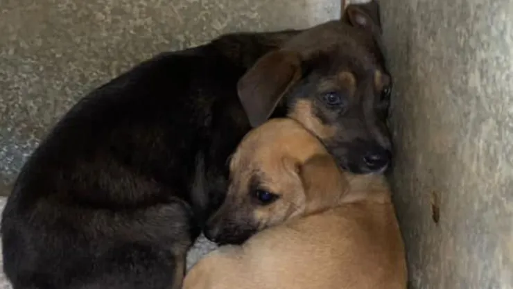 Perritos